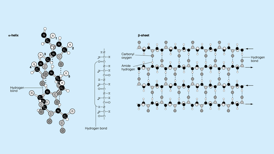 Chemical Molecules Textbook Illustration