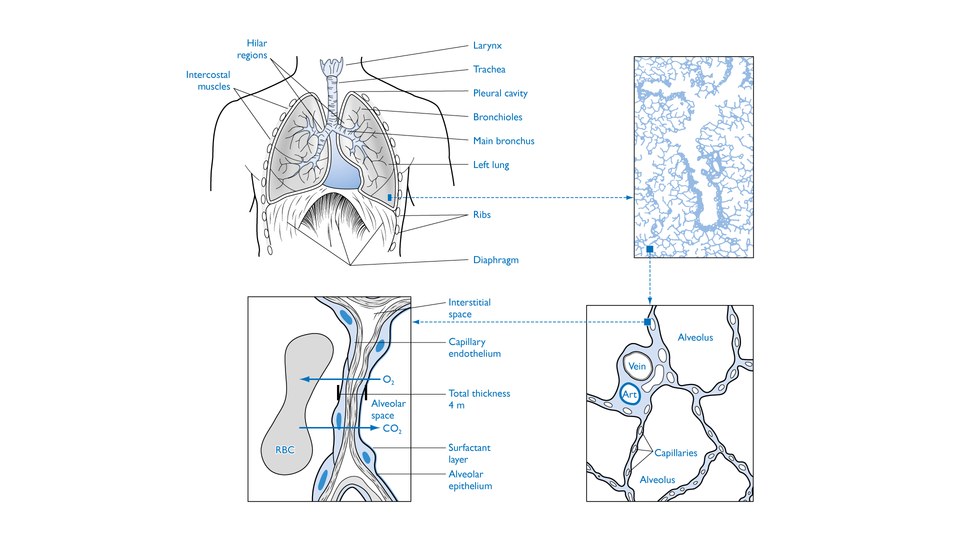 Medical Illustration for Textbook