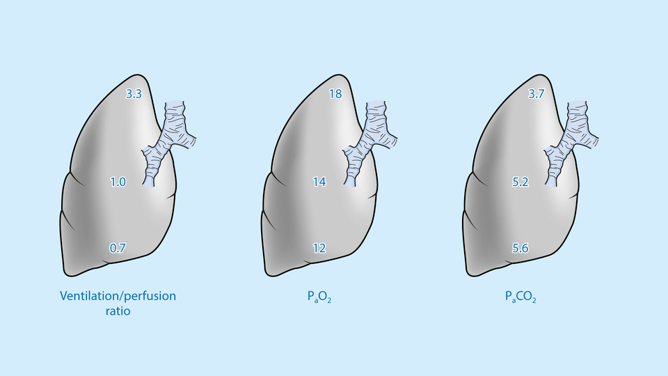 Medical Textbook Illustration